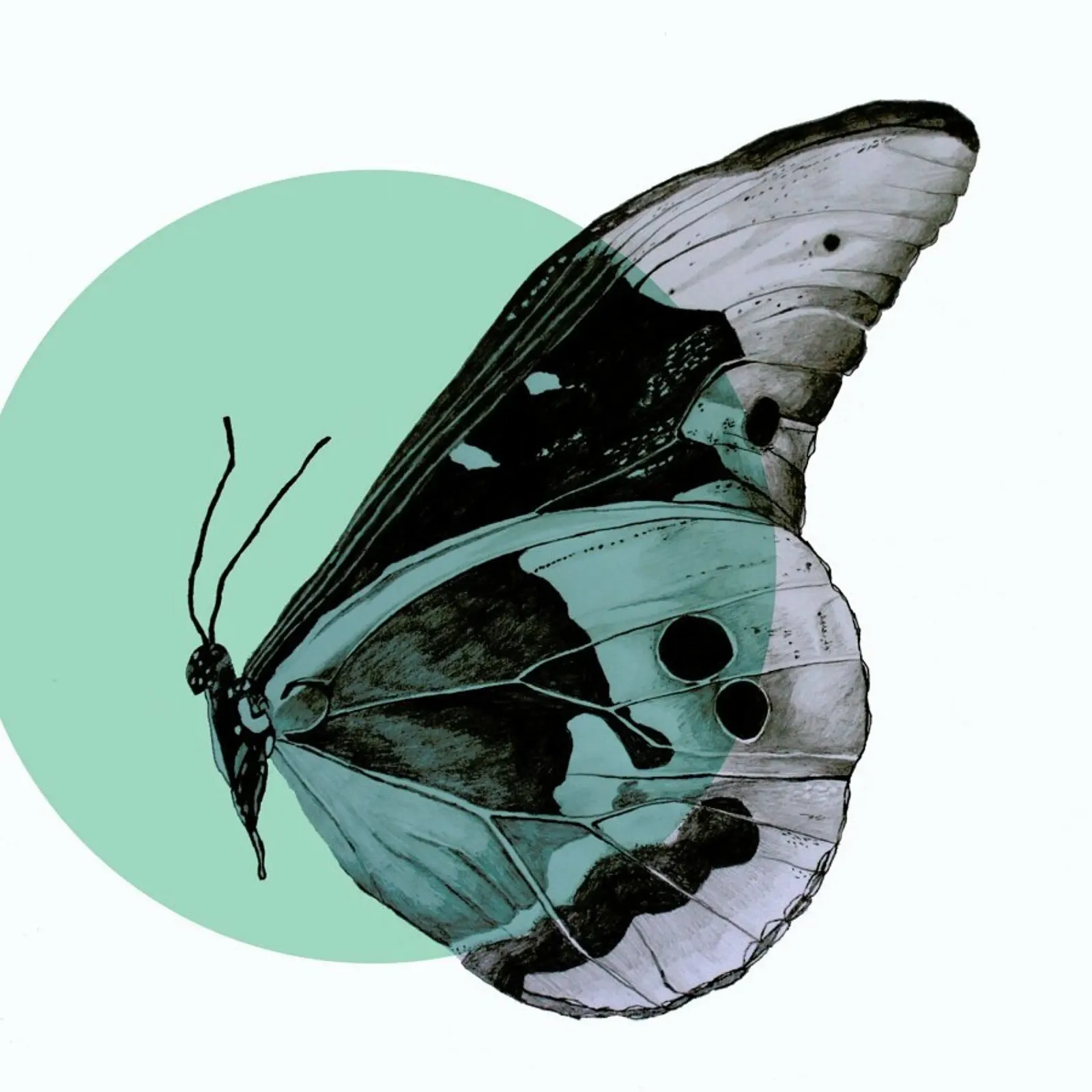 Moth pellicola backlit da Morgan Kendall