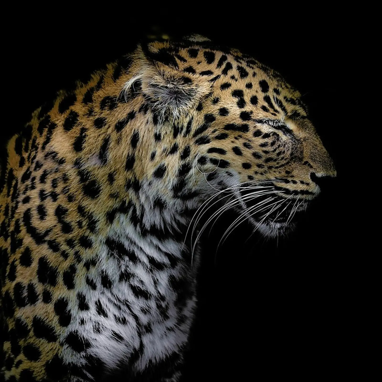 Leopard Profile by Lothare Dambreville carta hahnemühle da EyeEm Mobile GmbH
