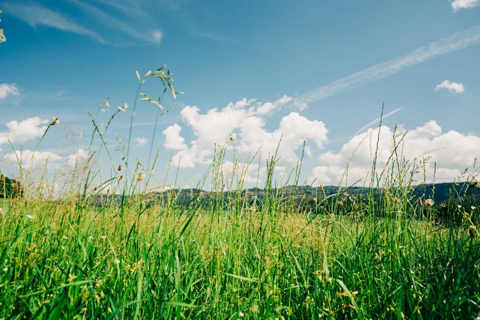Lush green grass in summer landscape - Nature Photography acrylic glass by Bold and Retro