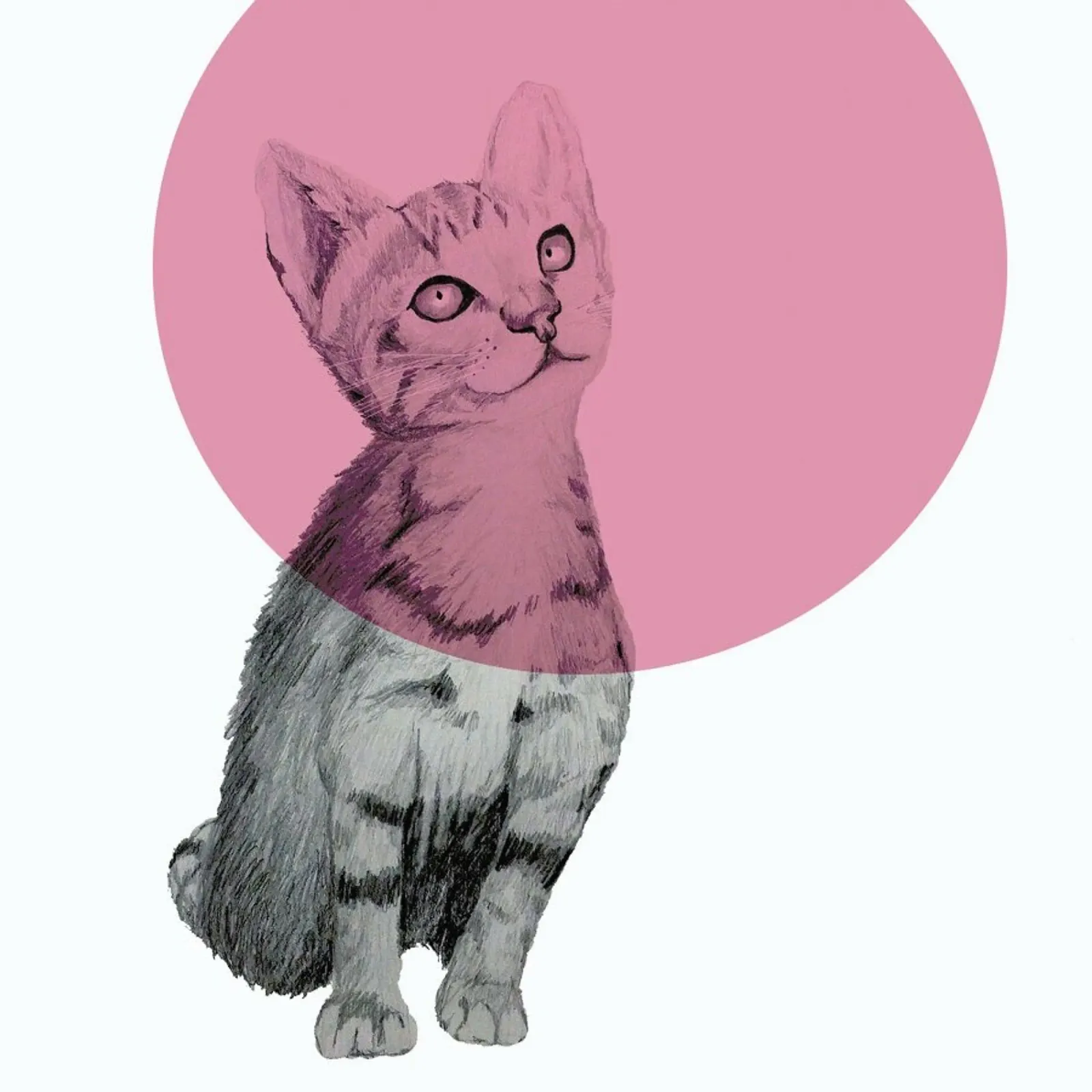 Cat pellicola backlit da Morgan Kendall