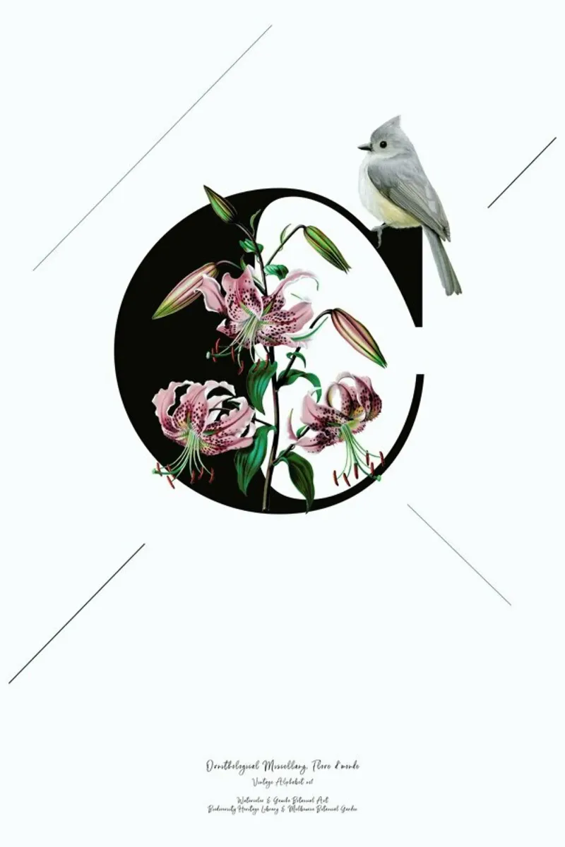 Botanical Alphabet - C pellicola backlit da Froilein Juno