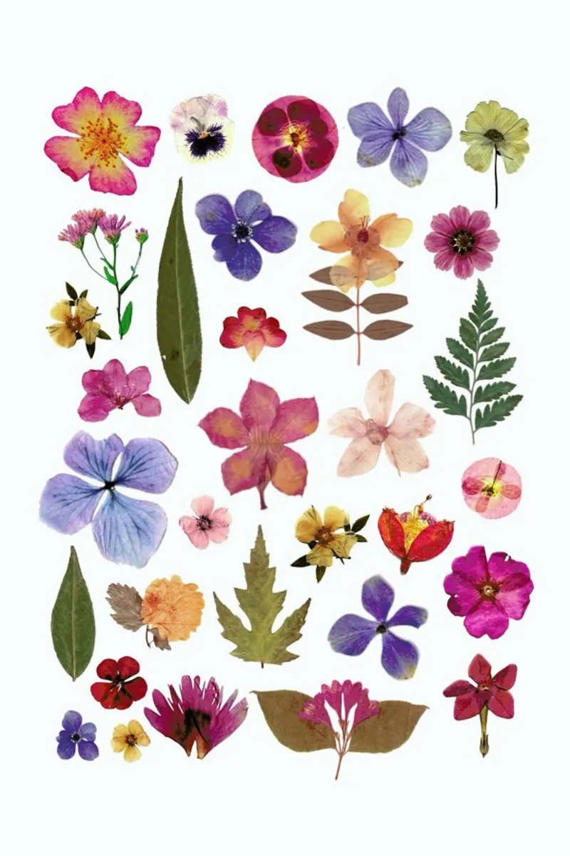 Pressed Flowers 01 pellicola backlit da Miles of Light