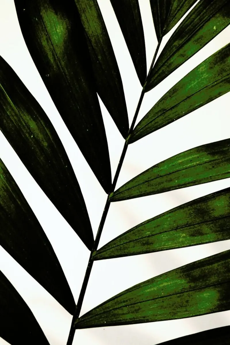 Botanical Symmetry pellicola backlit da Babett Schultze