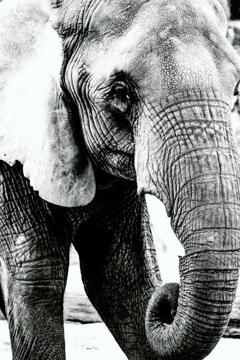 Elephant Trunk carta hahnemühle da Babett Schultze