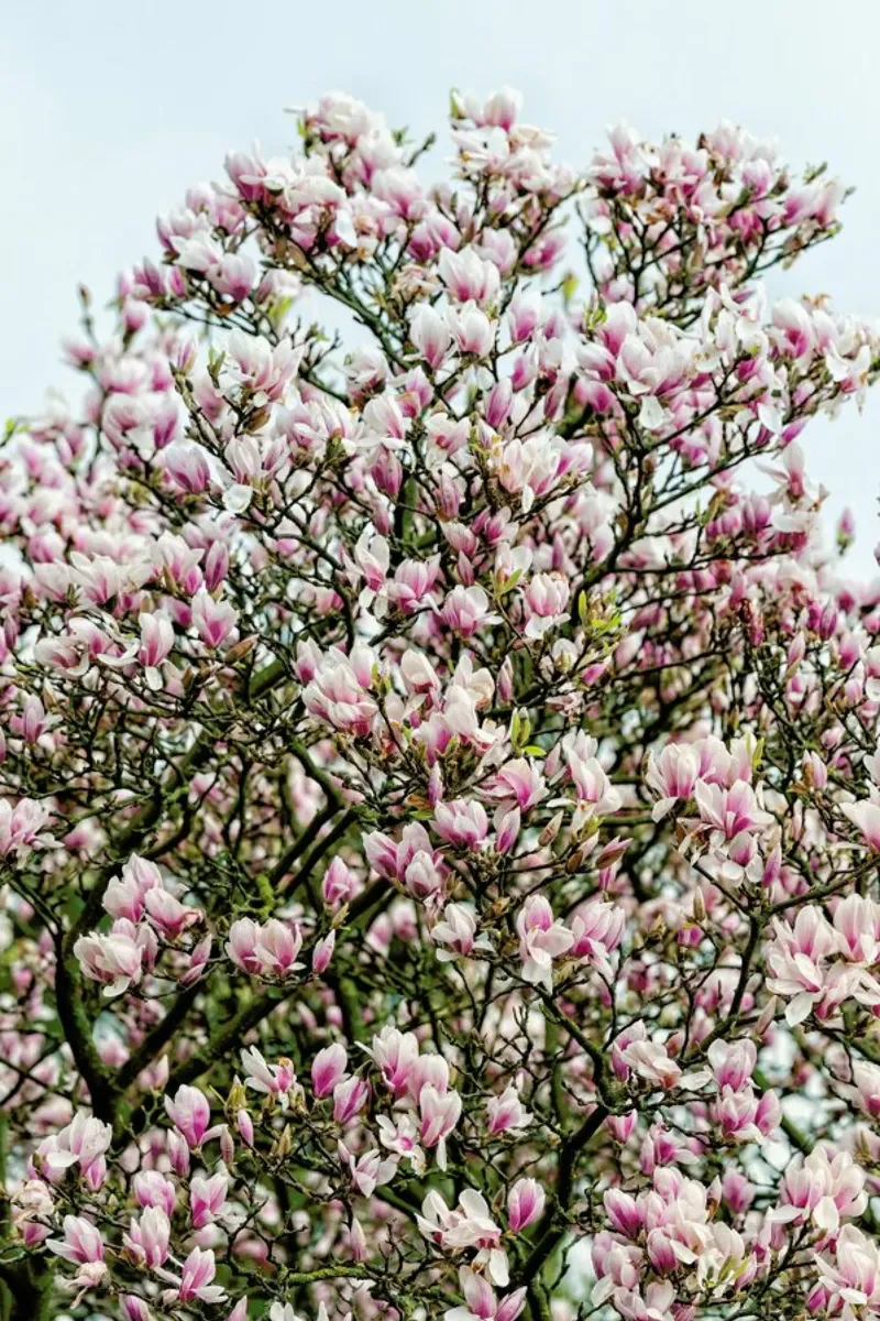 Magnolia Tree Pink pellicola backlit da Curious Collections by Marielle Leenders