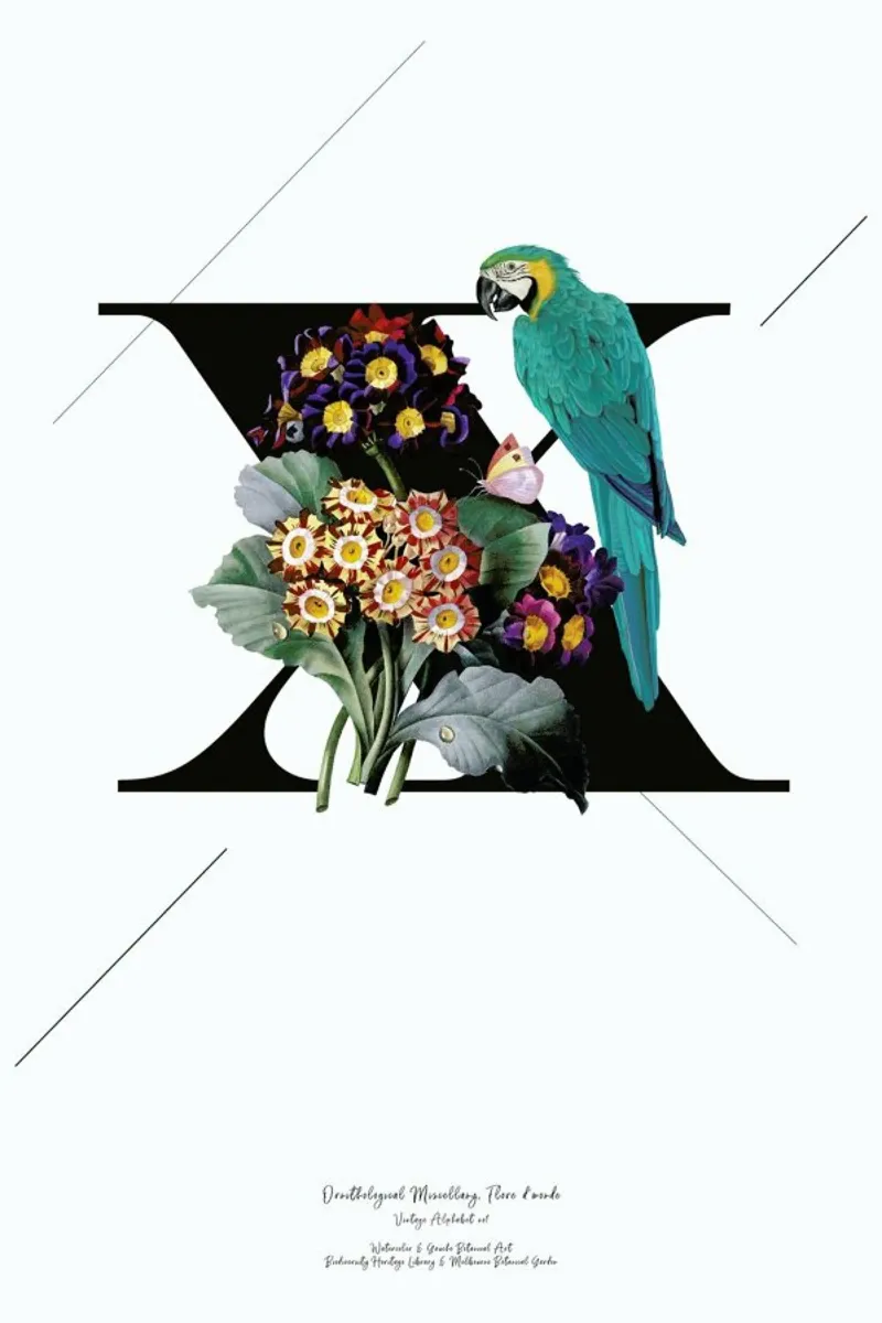 Botanical Alphabet - X pellicola backlit da Froilein Juno