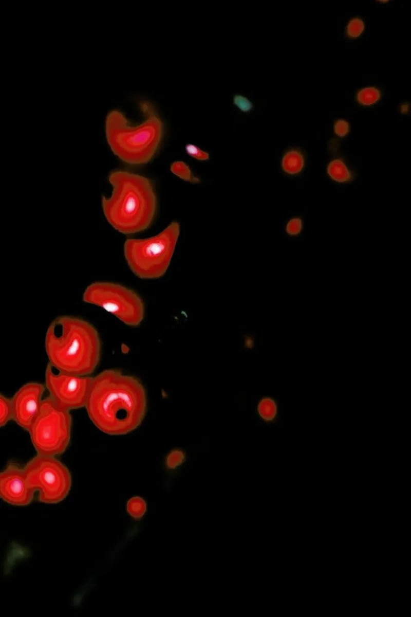 Dark Berries pellicola backlit da Babett Schultze