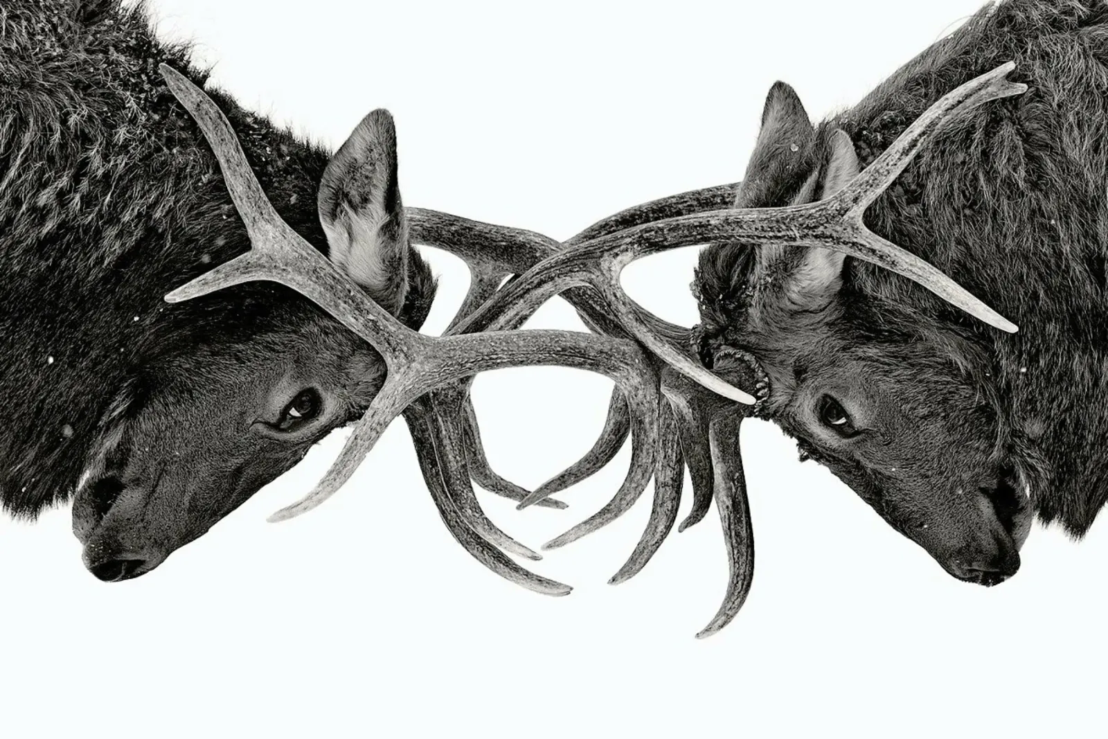 Eye to Eye - Elk Fight - Jim Cumming poster con telaio in plastica da Pictufy
