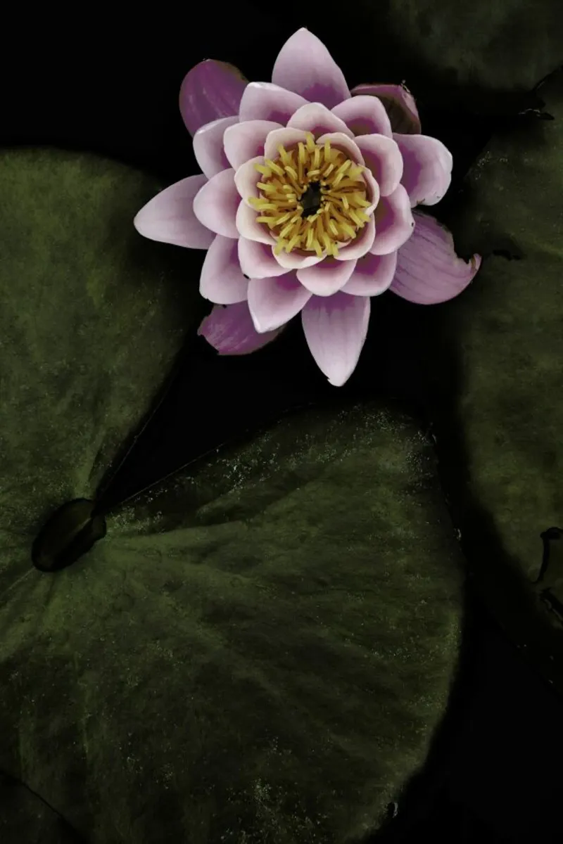 Floating on the Lake pellicola backlit da Studio Nahili