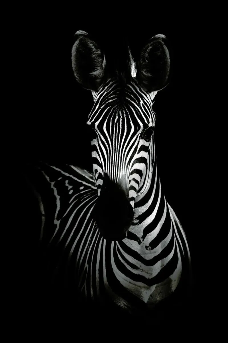 The Zebra - Wildphotoart poster da Pictufy