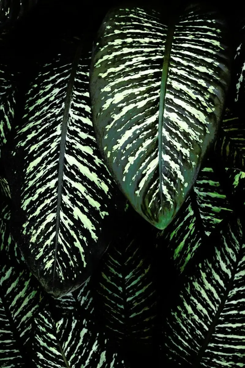 Jungle 1 pellicola backlit da Amy & Kurt