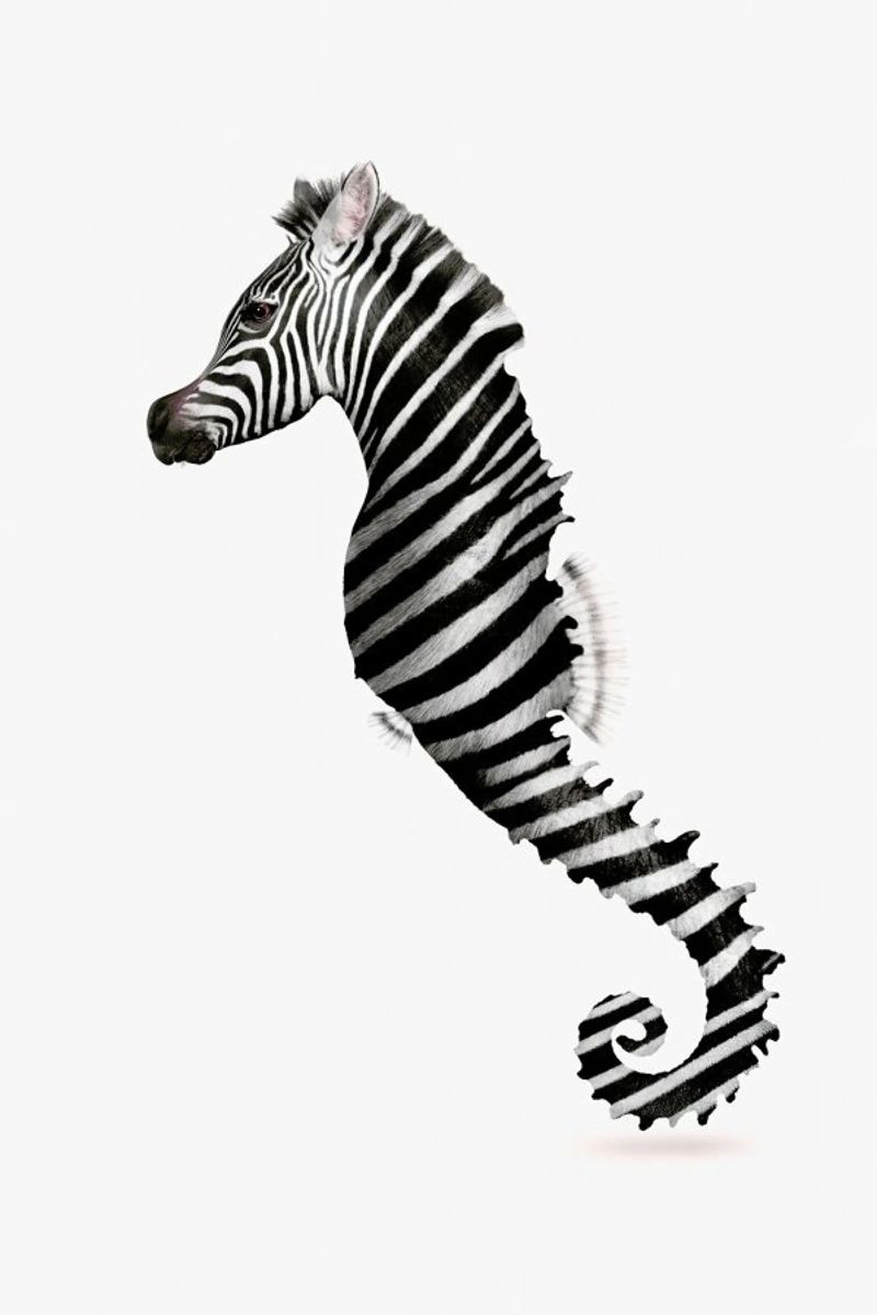 Zeahorse poster de Jonas Loose
