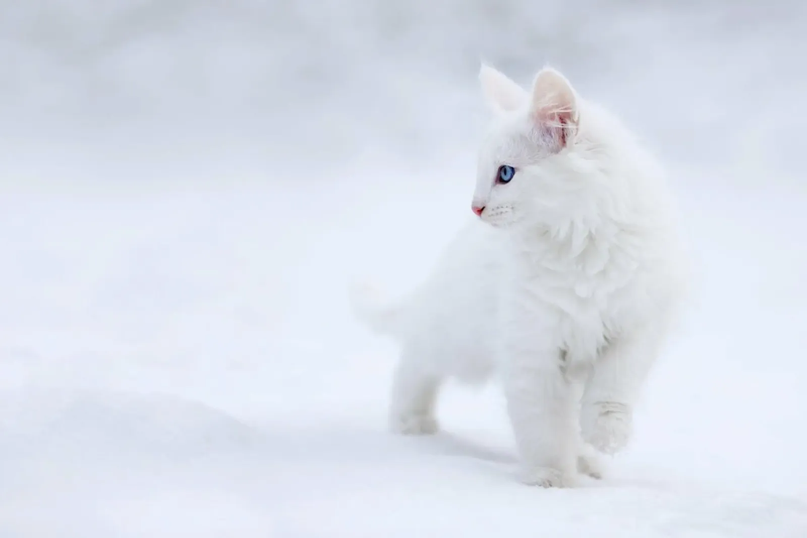White as Snow poster da Pictufy