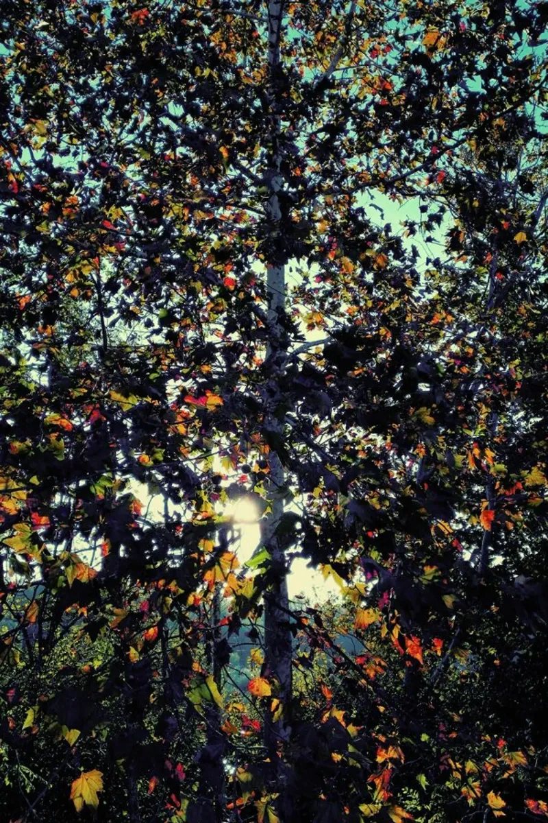 Autumn Language pellicola backlit da Angelo Cerantola