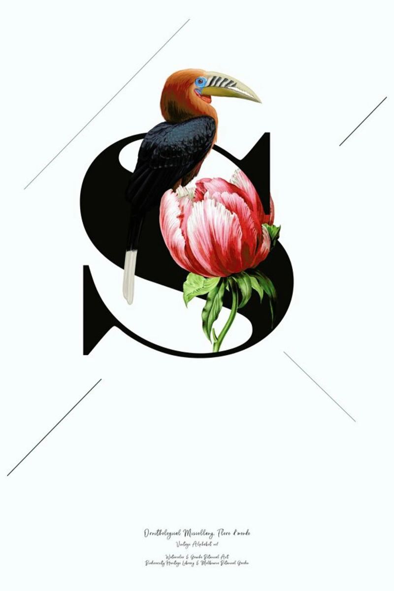Botanical Alphabet - S poster de Froilein Juno
