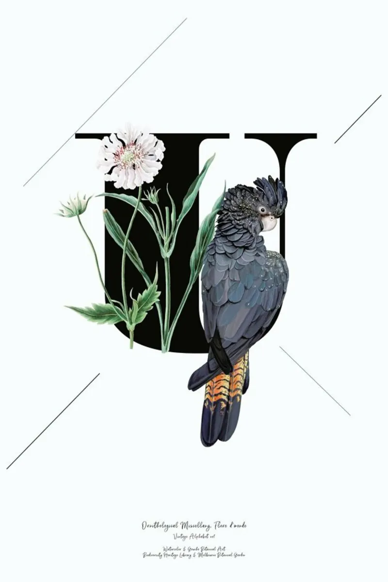 Botanical Alphabet - U pellicola backlit da Froilein Juno