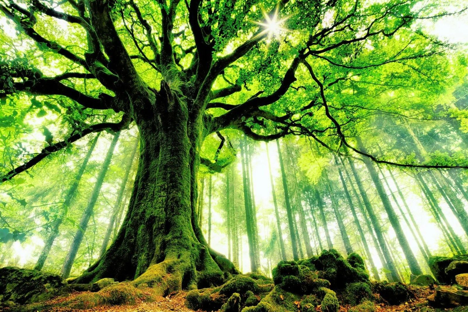 Ponthus' Beech Poster von Pictufy