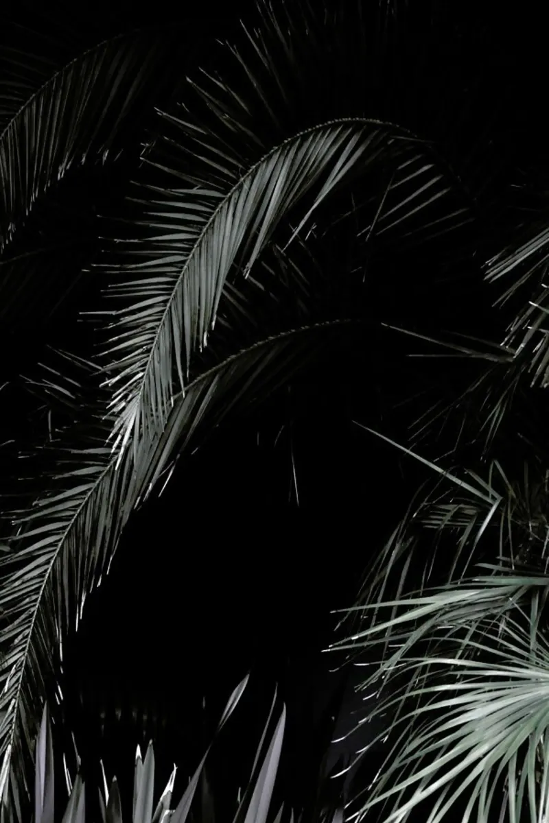 Tropical Garden 1/5 pellicola backlit da Studio Nahili