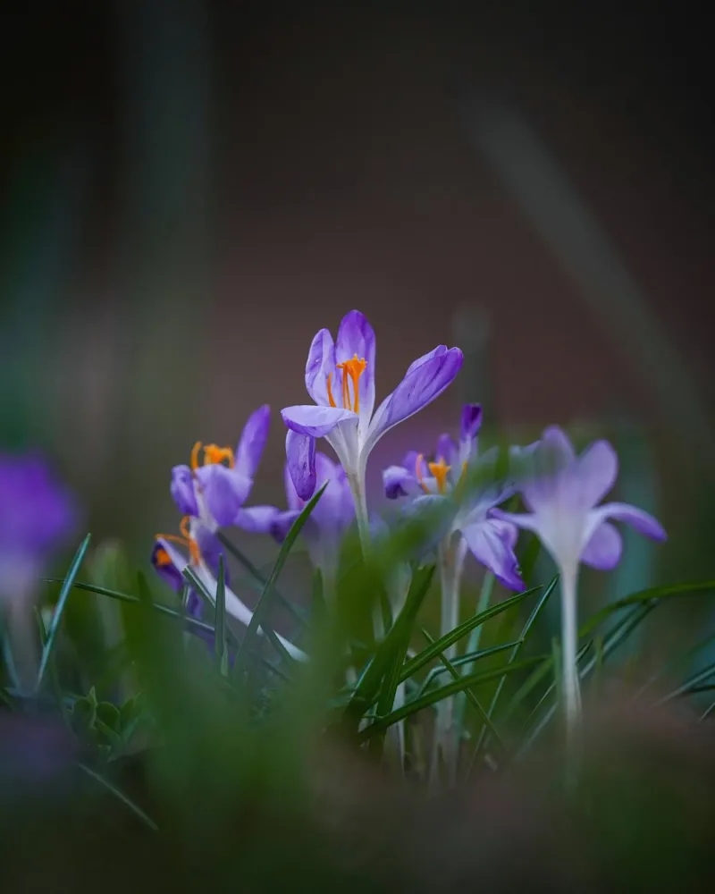 Crocus in the Amsterdam Forest canvas by Tom's Wildlife