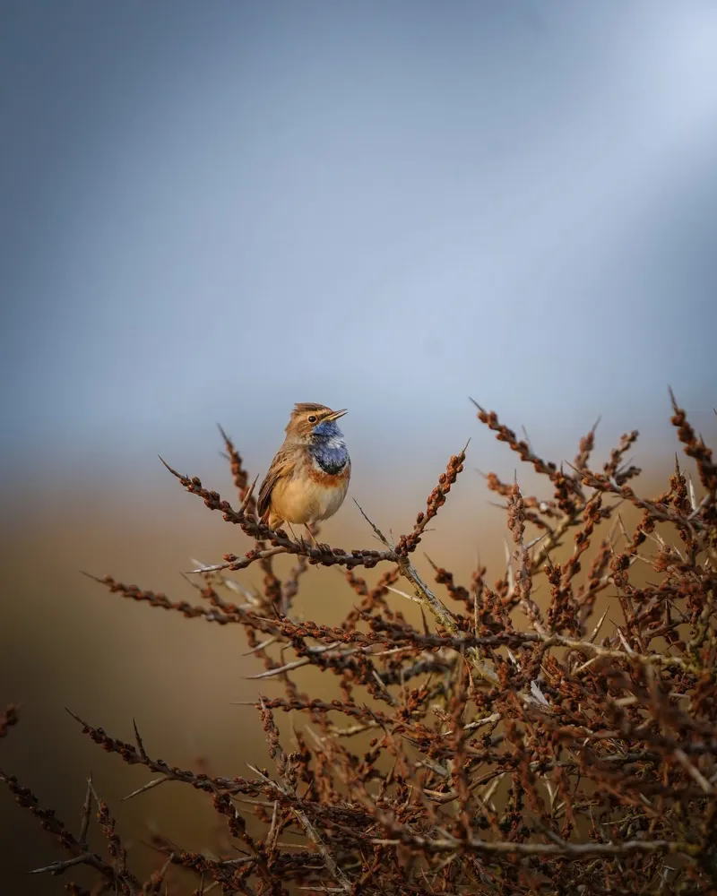 Beccapesci alla luce del mattino. pellicola backlit da Tom's Wildlife