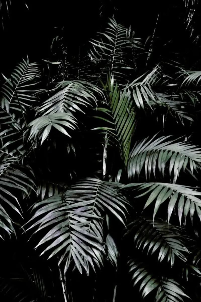 Tropical Garden 3/5 carta hahnemühle da Studio Nahili