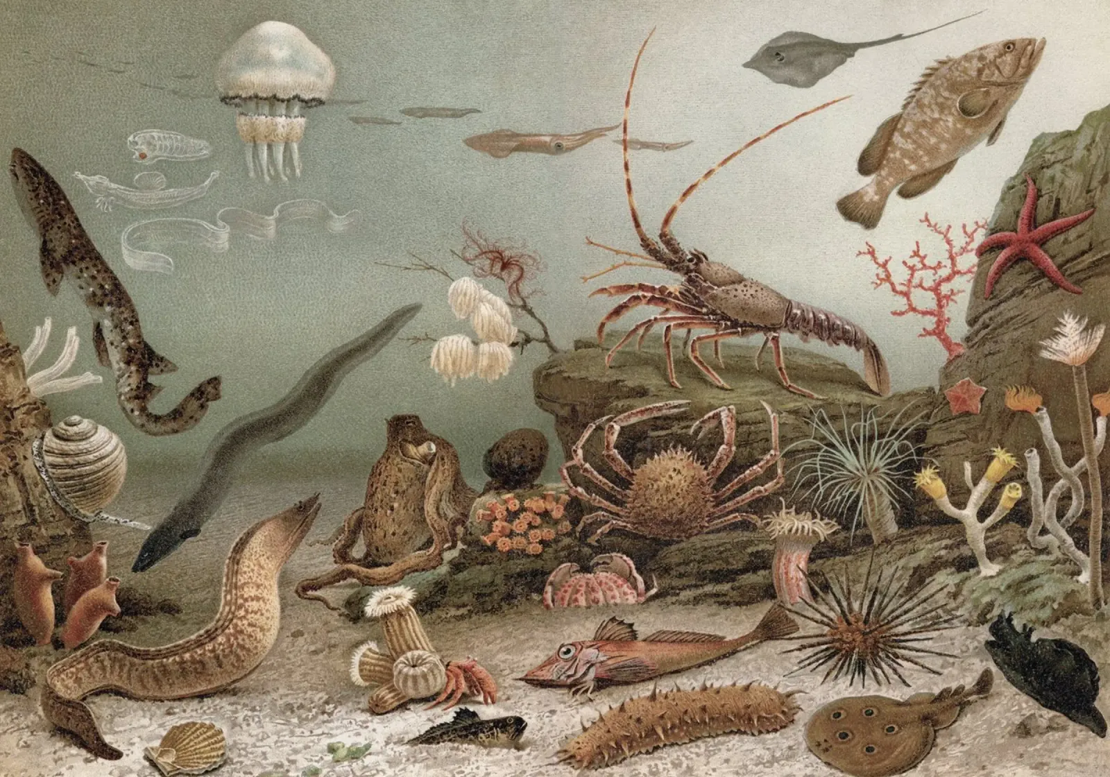 Vintage Meyers 4 Weltmeer Fauna poster con telaio in legno da Vintage Print Collection