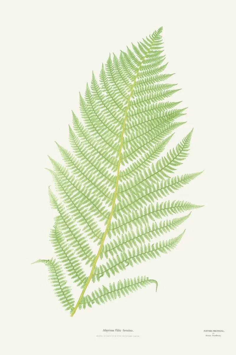 Ferns 2 pellicola backlit da Astër