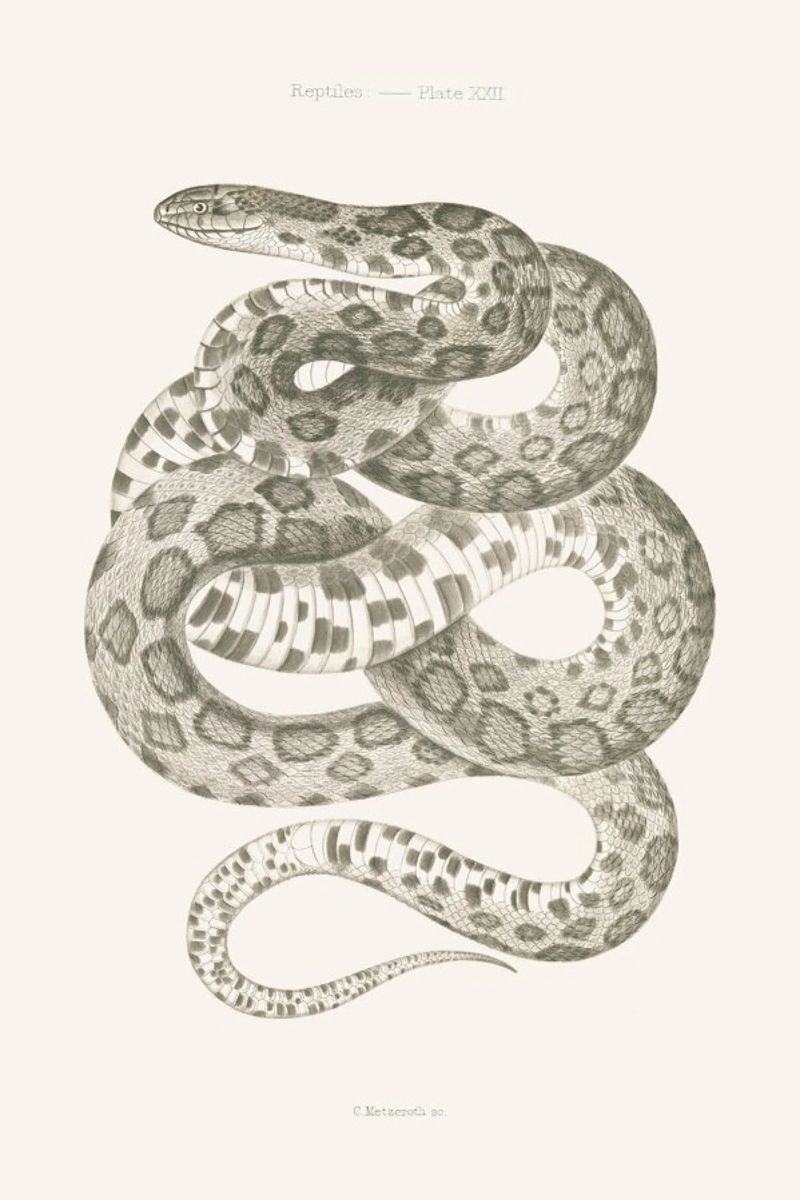 Reptiles - Plate XXII Poster von Astër