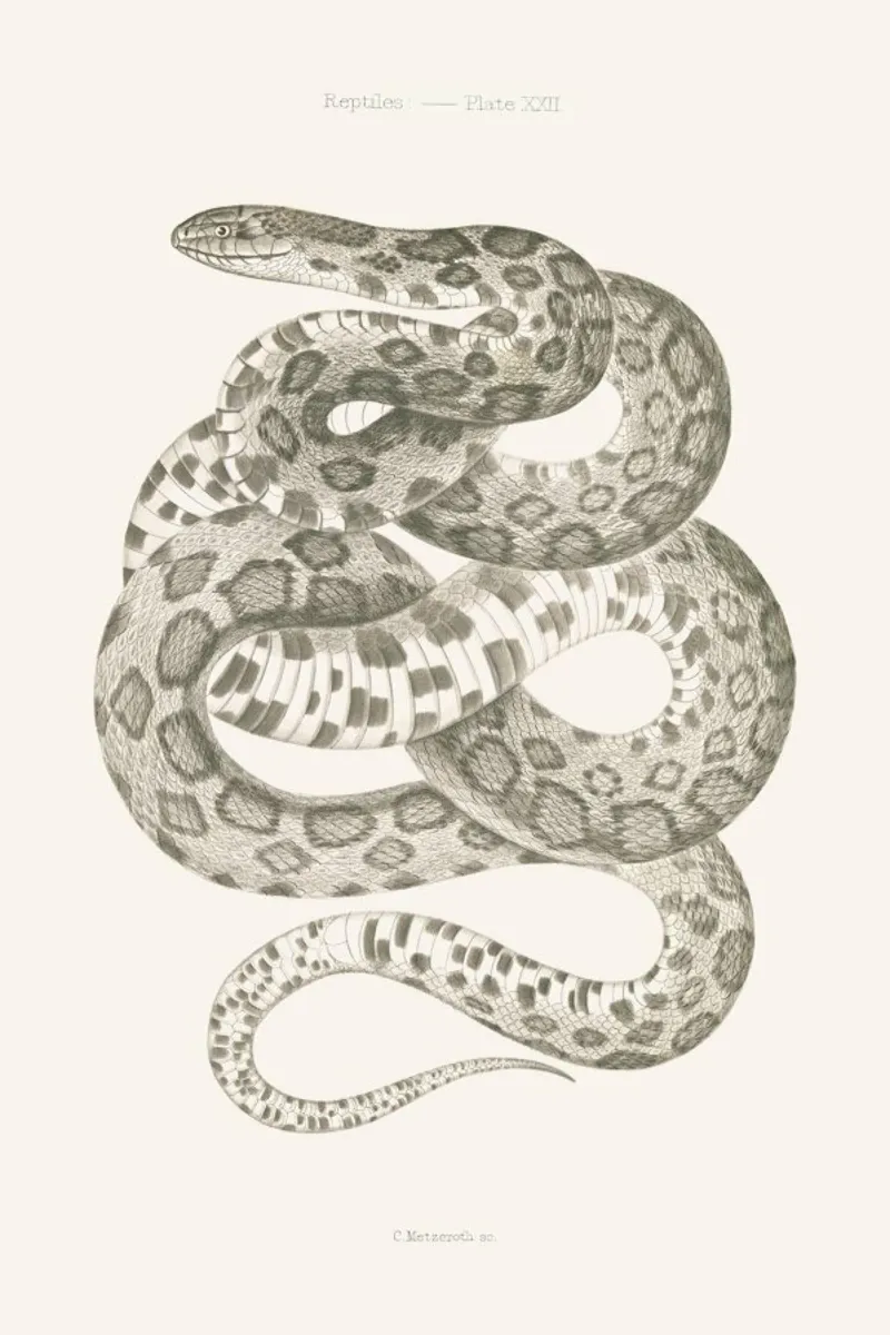 Reptiles - Plate XXII carta hahnemühle da Astër
