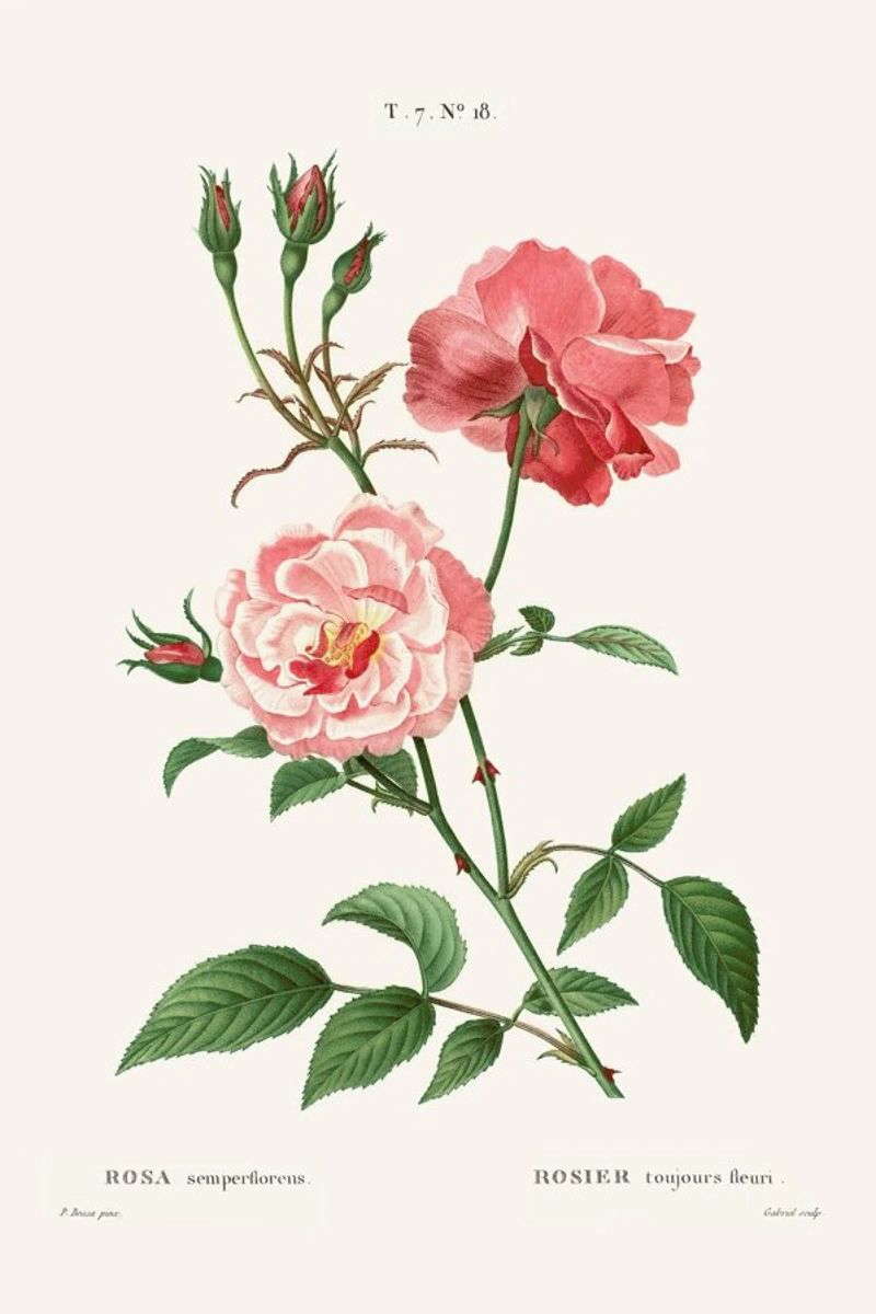 Rosier - Toujours Fleuri Poster von Astër