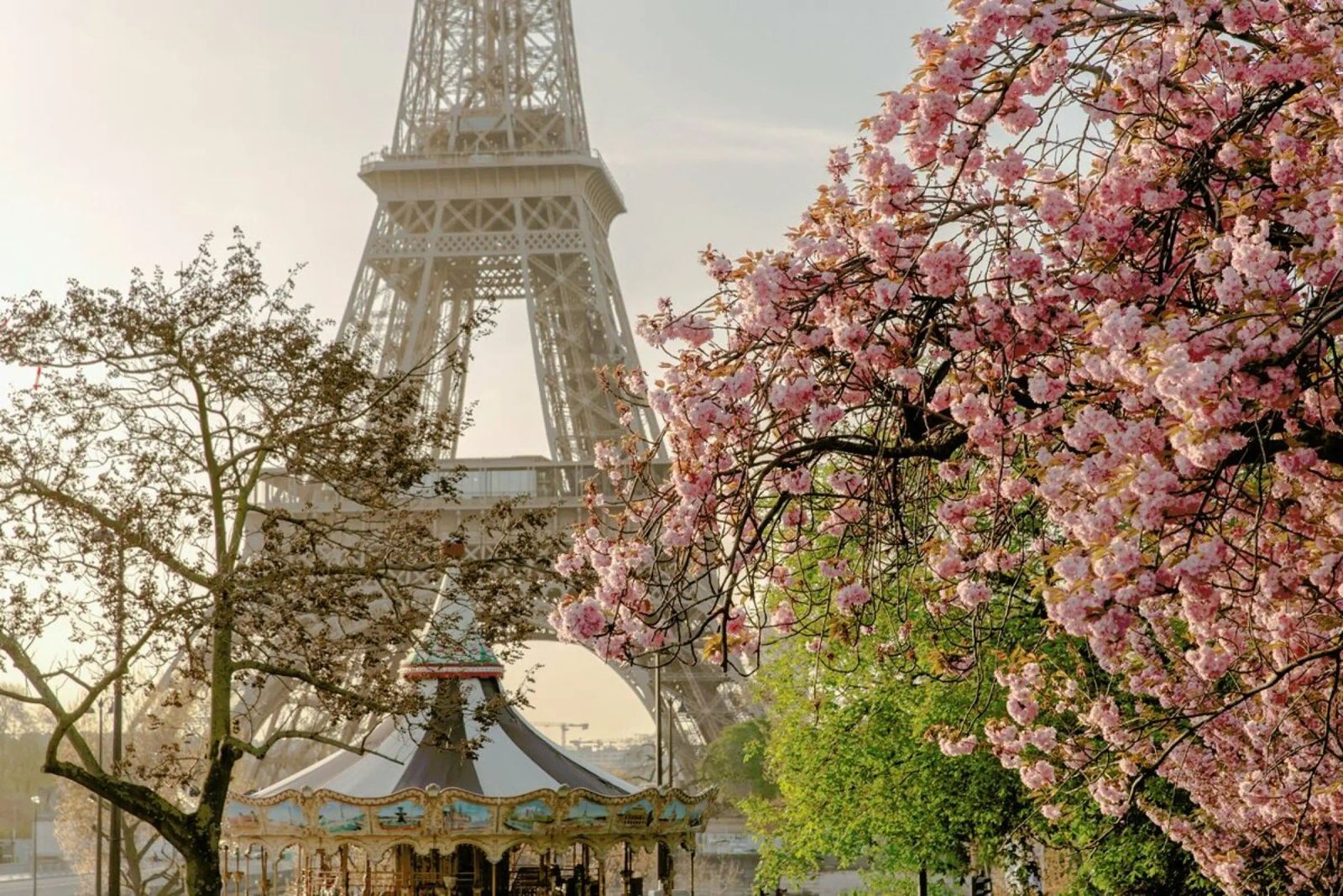 Cherry Blossom Poster von Magdalena Martin Photography