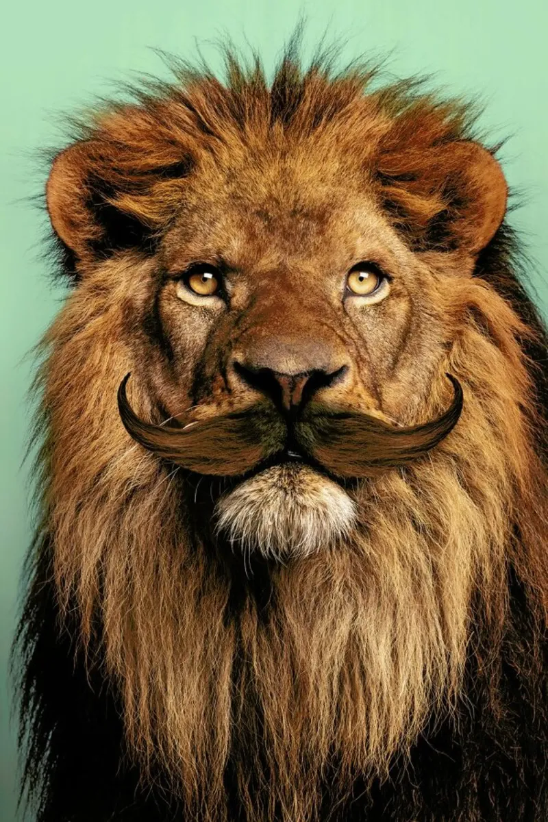 Bearded Lion pellicola backlit da Jonas Loose
