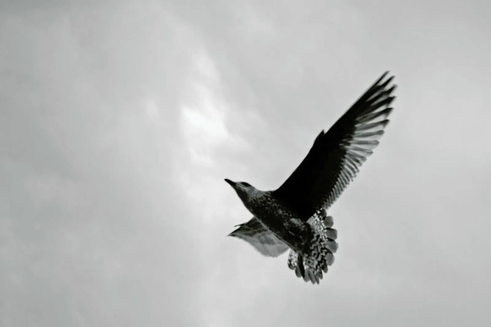 A seagull pellicola backlit da Nur Mut