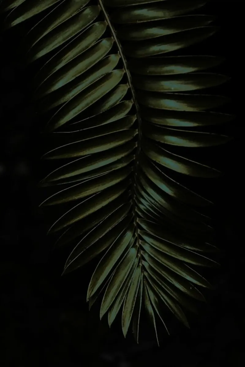 Cycad pellicola backlit da Shot By Clint