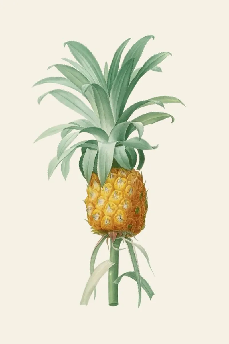 Ananas pellicola backlit da Astër