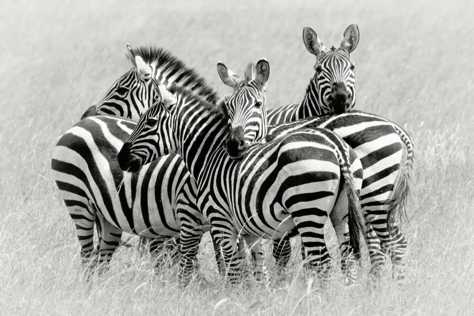 Zebras - Kirill Trubitsyn Poster mit Kunststoffrahmen von Pictufy