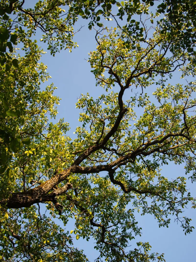 tree pellicola backlit da lookingforstardust
