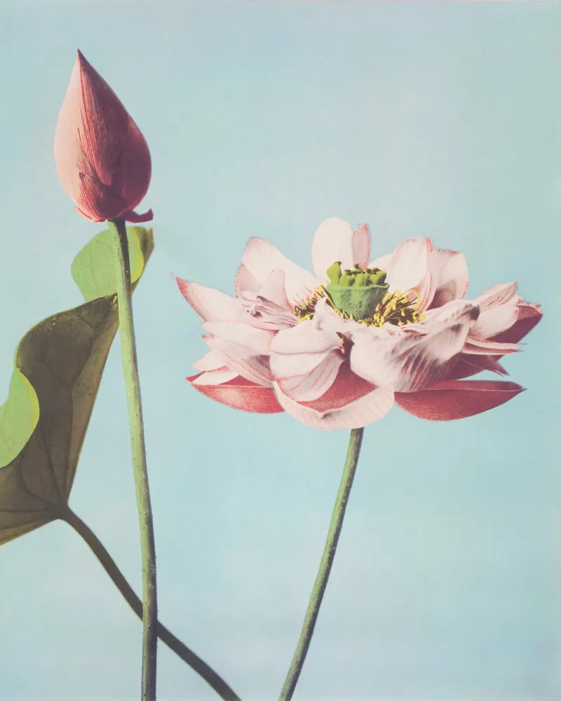 Beautiful photomechanical Lotus Flower tela con Cornice a cassetta da Second Canvas
