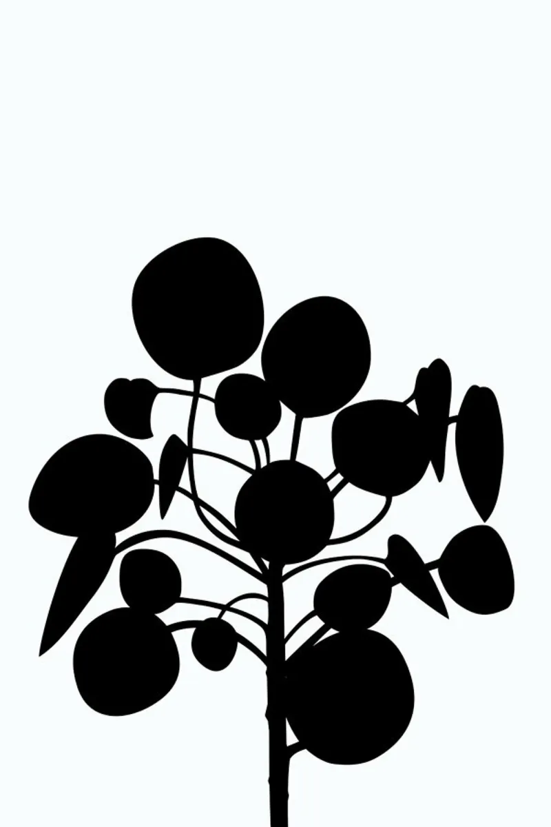 Pilea pellicola backlit da Oh Darling