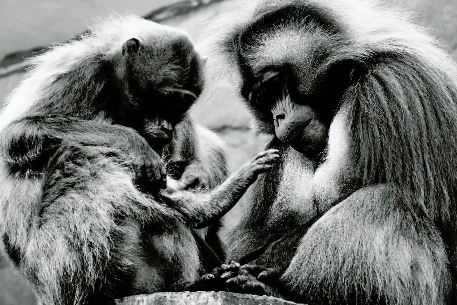 Monkey Family pellicola backlit da Babett Schultze