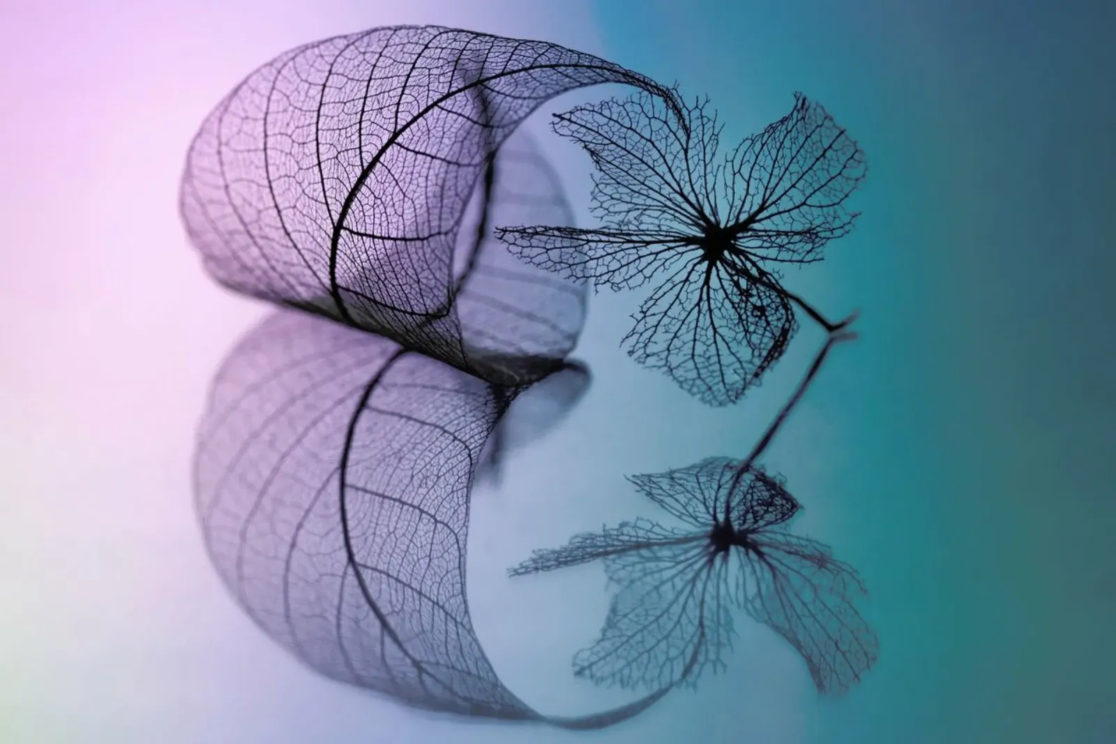 Story of Leaf and Flower - Shihya Kowatari carta hahnemühle da Pictufy