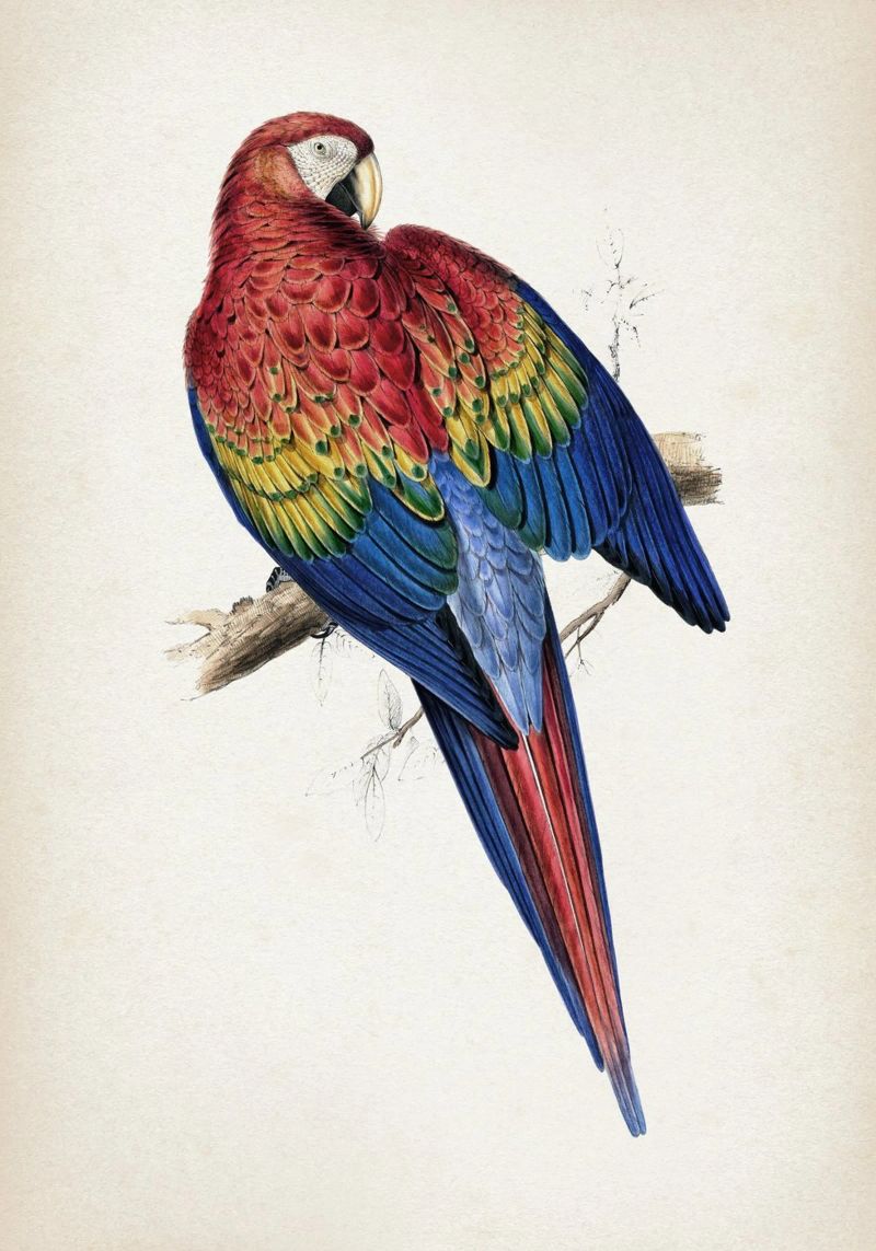 Vintage Lear 1 Macrocerus Aracanga pellicola backlit da Vintage Print Collection