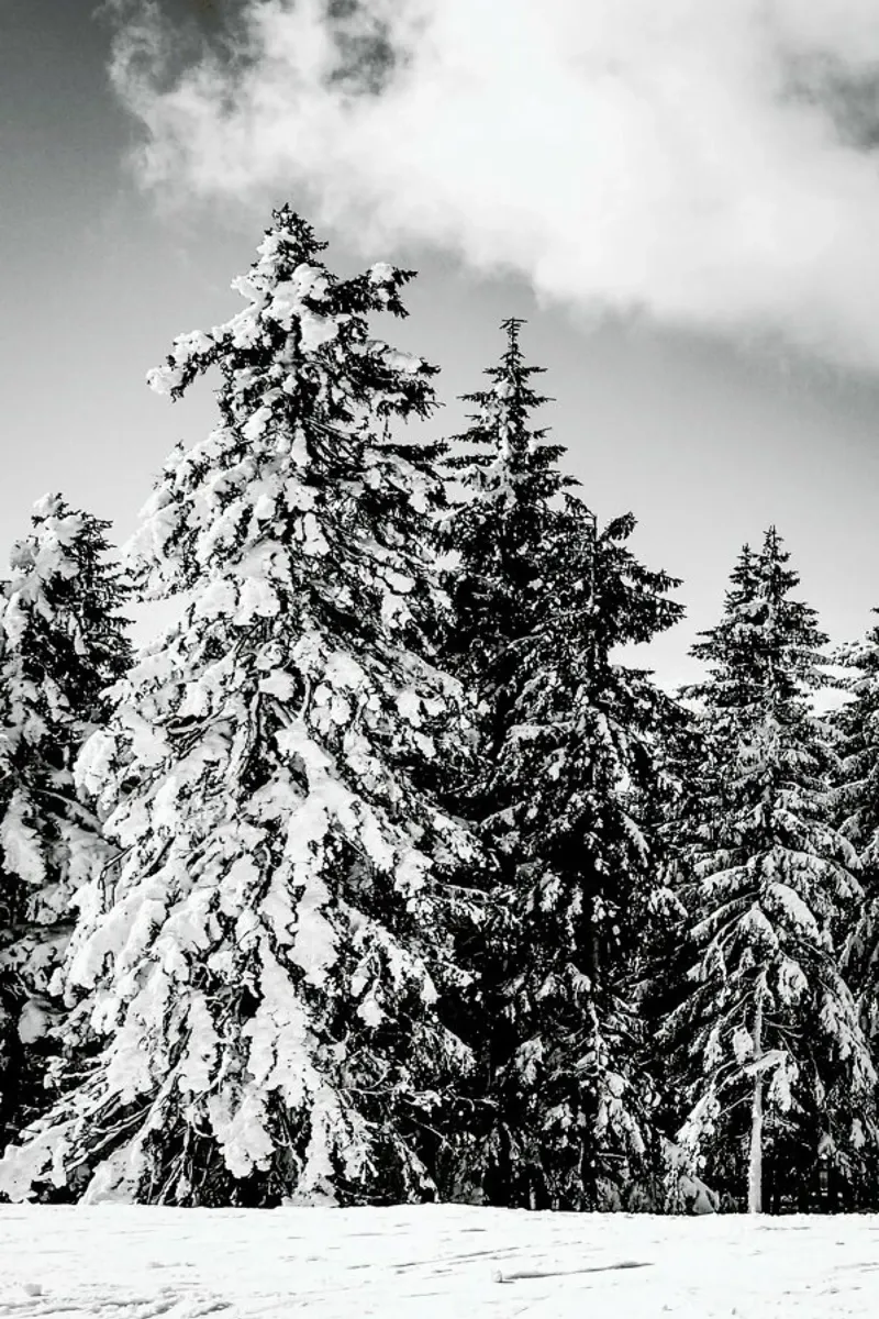 Snowy Trees pellicola backlit da Babett Schultze