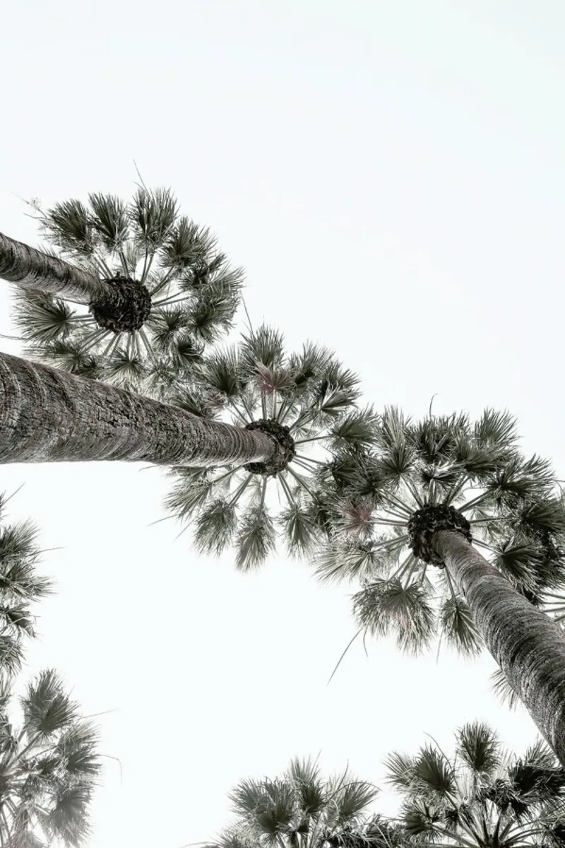 Desert Palm 02 pellicola backlit da Shot By Clint