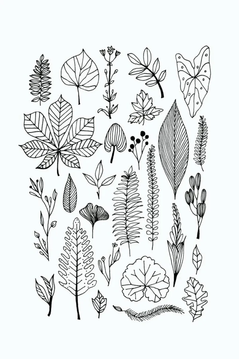 Herbarium Line Drawing pellicola backlit da Miles of Light