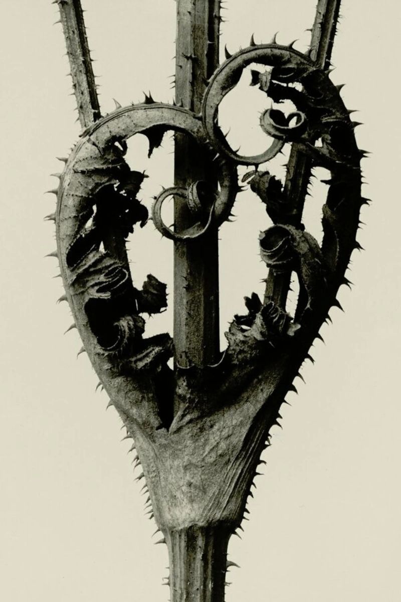 Dipsacus Laciniatus - Karl Blossfeldt Poster von Artokoloro Quint Lox Ltd