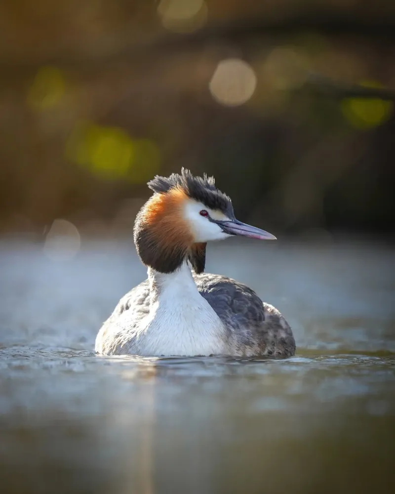 Crebe plexiglass da Tom's Wildlife