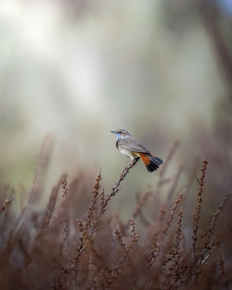 Beccapesci tra le dune pellicola backlit da Tom's Wildlife