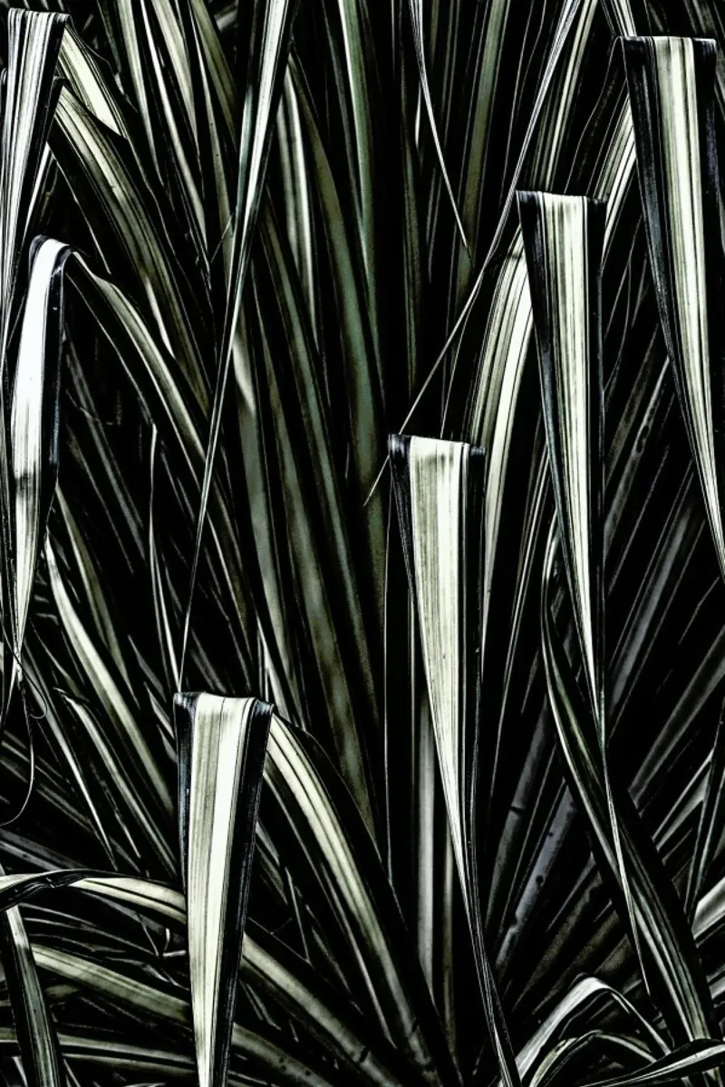 Jungle brush pellicola backlit da Shot By Clint