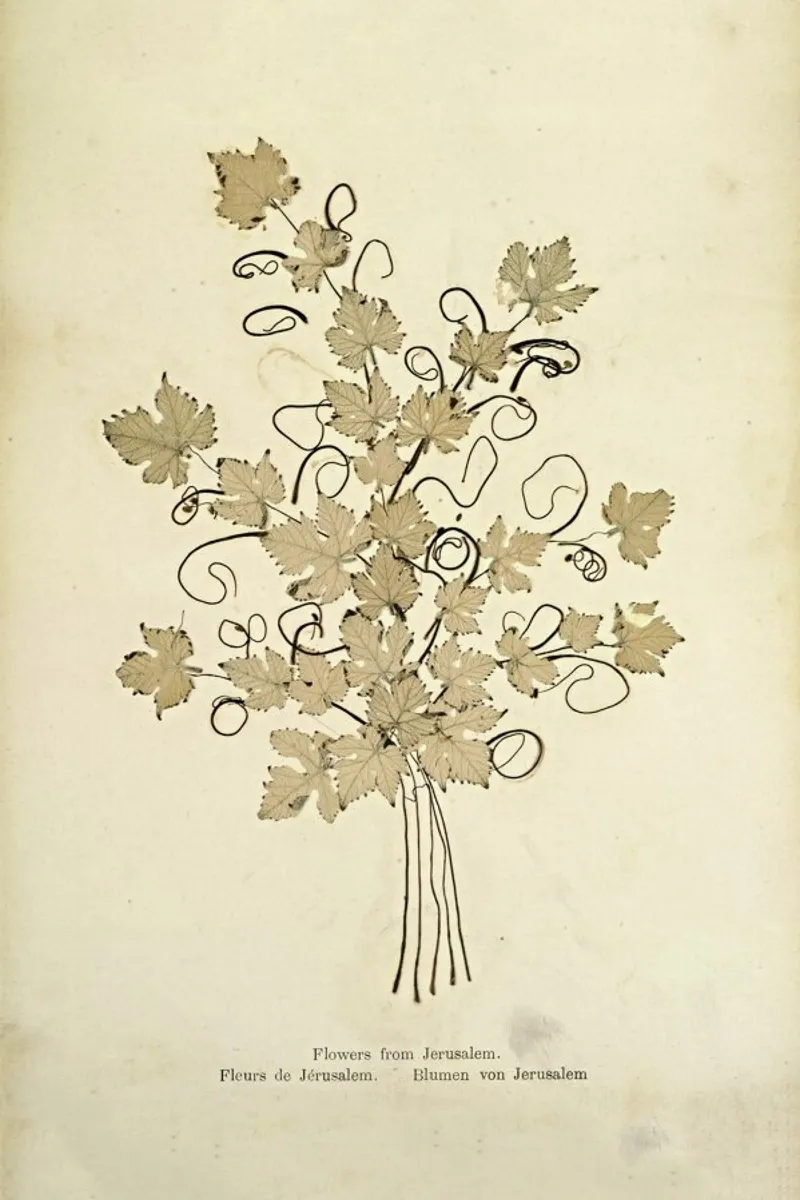 Flowers from Jerusalem Boulos, 1890s -Meo tela con Cornice a cassetta da Artokoloro Quint Lox Ltd